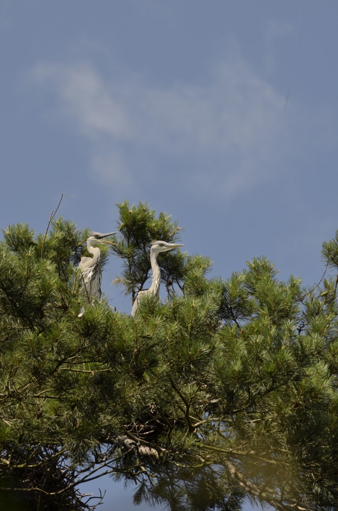 Czapla siwa (Ardea cinerea)10