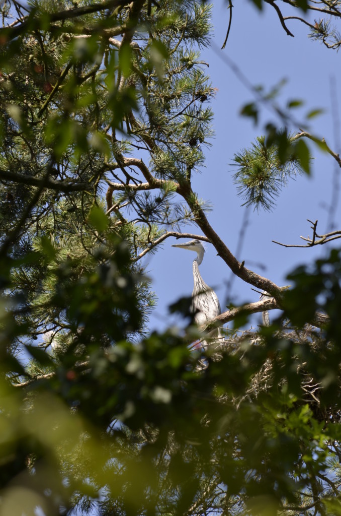 Czapla siwa (Ardea cinerea)14