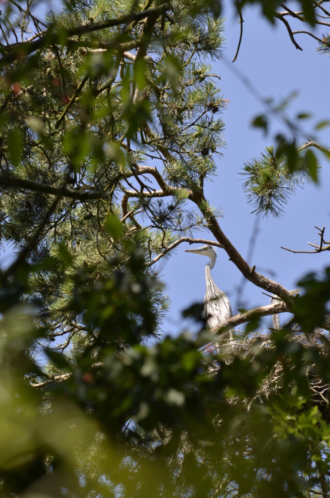 Czapla siwa (Ardea cinerea)15