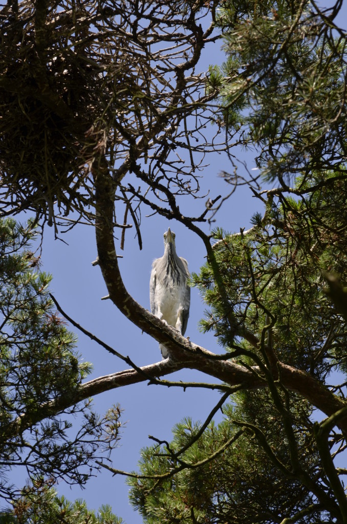 Czapla siwa (Ardea cinerea)16