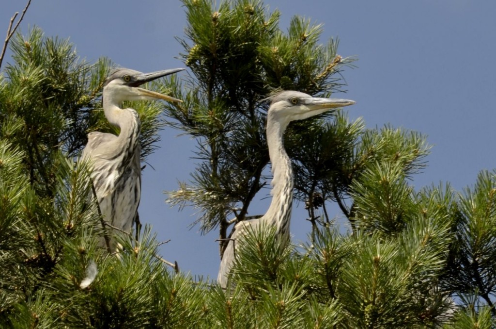 Czapla siwa (Ardea cinerea)19