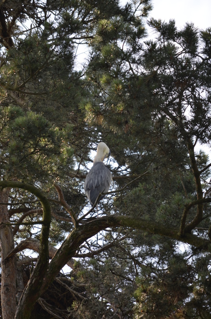 Czapla siwa (Ardea cinerea)3