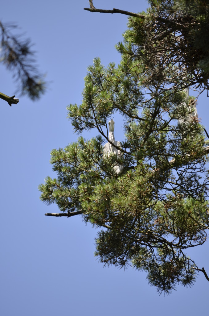 Czapla siwa (Ardea cinerea)6