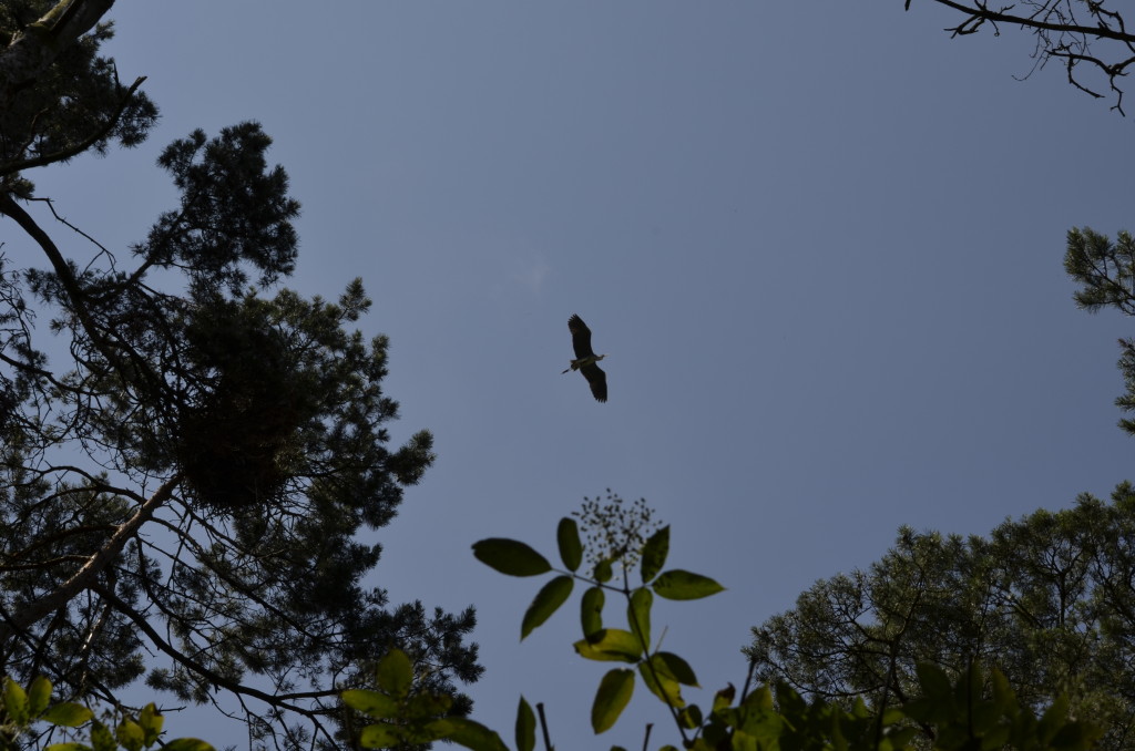 Czapla siwa (Ardea cinerea)7