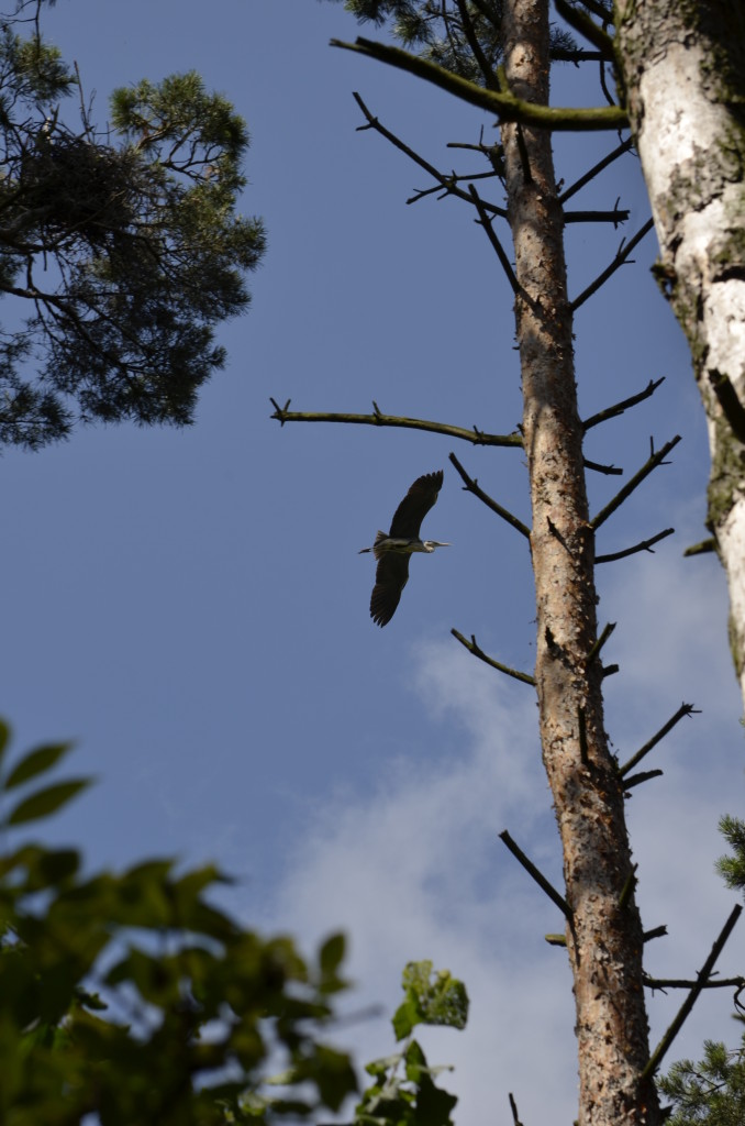 Czapla siwa (Ardea cinerea)9